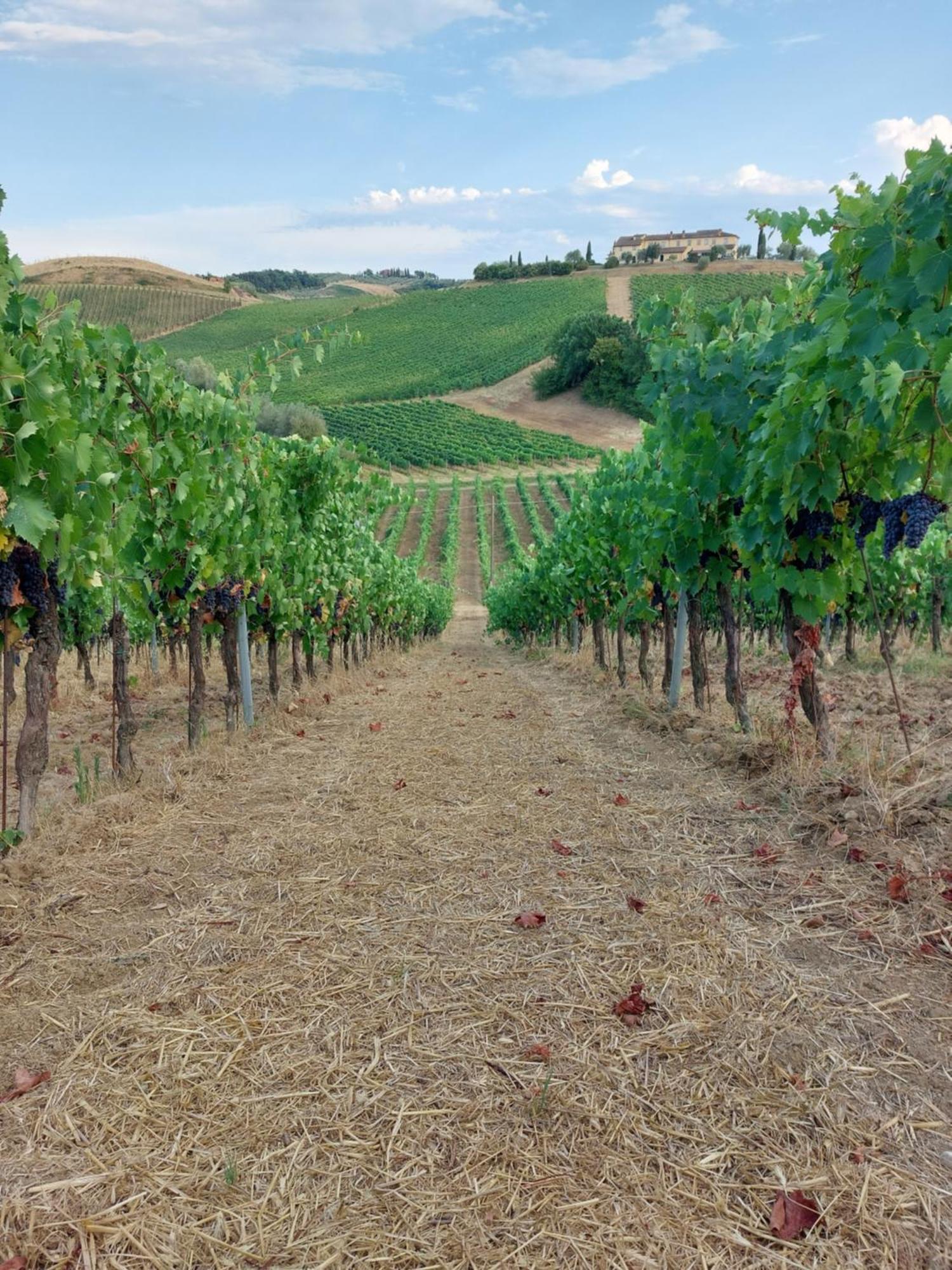 Agriturismo Corte In Poggio Stabbia Екстер'єр фото